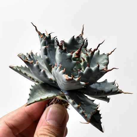 アガベ ハイブリット 特白肌怒雷神×象牙妖炎（陽炎エボリ）【台湾botanical_seeker産/選抜株】D RF25011742