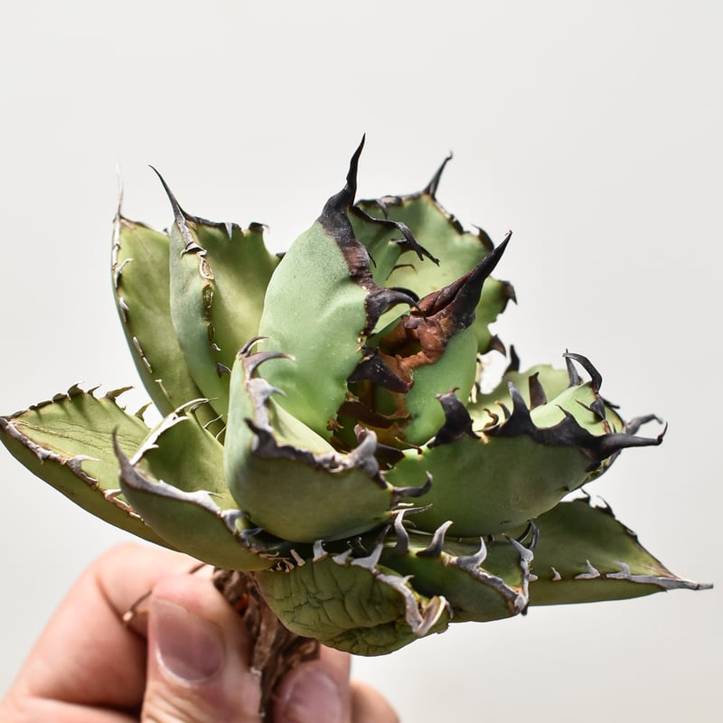 アガベ　チタノタ　黒鯨錦 アガベ チタノタ 黒鯨錦 アガベ チタノタ 黒鯨 Agave titanota