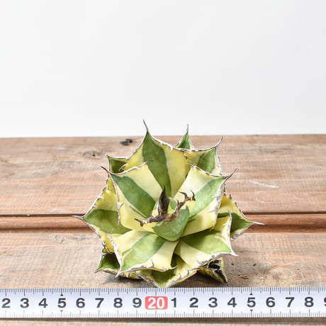アガベ チタノタ スナグルトゥース "暴牙"【台湾 dragon agave産/中株/抜き苗販売】E DG2402829(T)