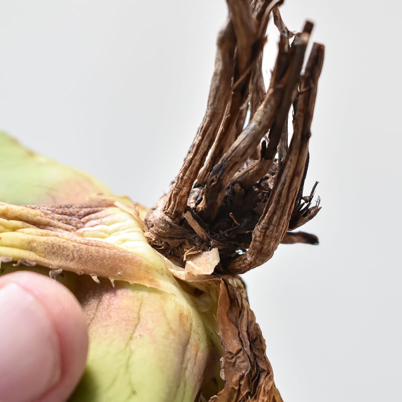 アガベ チタノタ パンダ 