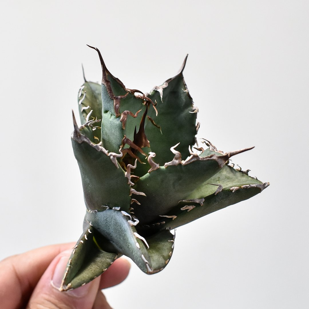 Berlin産 毒蛇 アガベチタノタ 子株