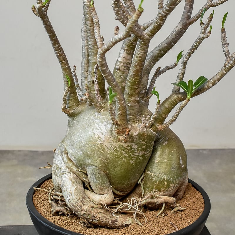 アデニウム アラビカム（発根済み）RF231014 | RAFLUM / ラフラム