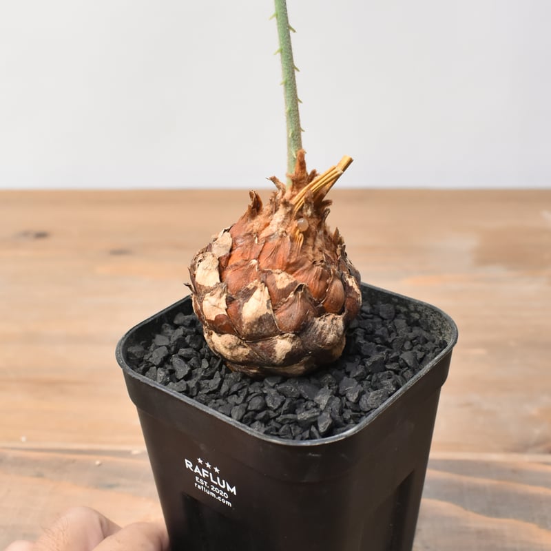 サイカス カイルンシアナ 【実生】RF25011359 | RAFLUM / ラフラム