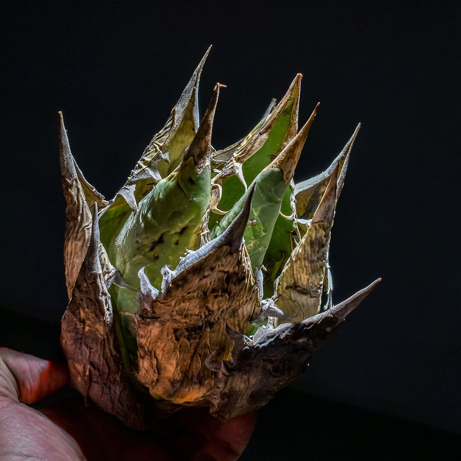 64437955fa2afe0cf9526b57
