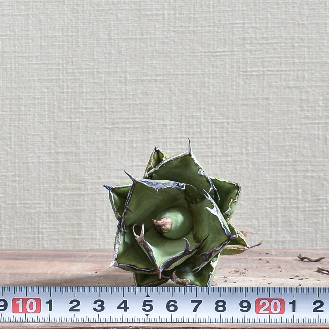 アガベ チタノタ 