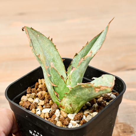 CATEGORY オテロイ / 実生 | RAFLUM / ラフラム｜東京、大阪の塊根植物