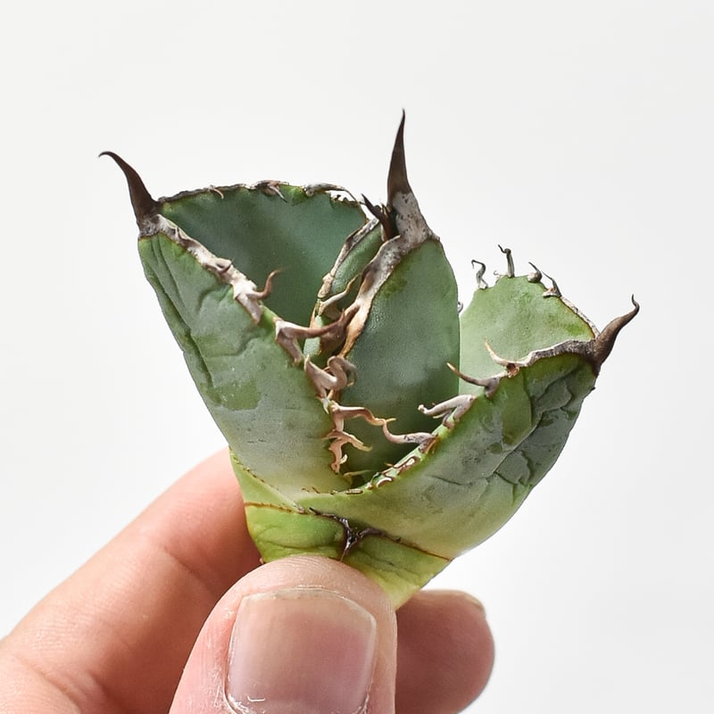 アガベ チタノタ 