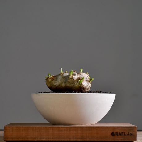 【NRK】N PLANTS R＆Kさま専用恵比寿笑い&エブレネウム合計20株 CATEGORY 恵比寿笑い（パキポディウム ブレビカウレ） | RAFLUM