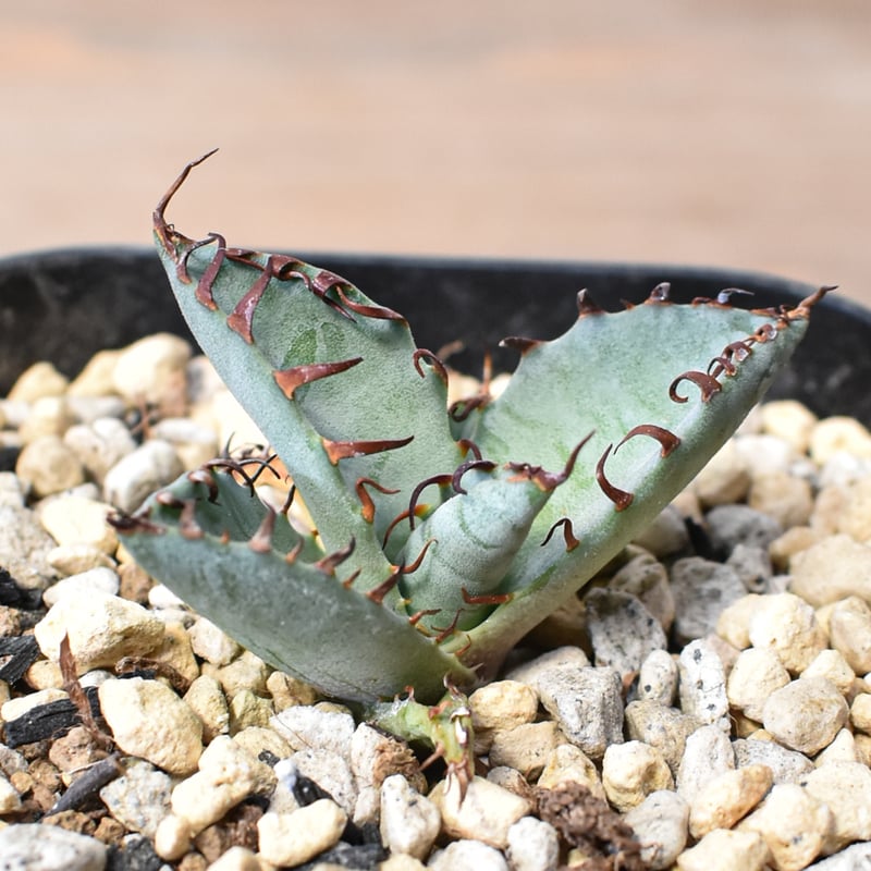 アガベ Dennis hybrid 厳龍(026) × 屈原 Eタイプ 【台湾DENNIS産/