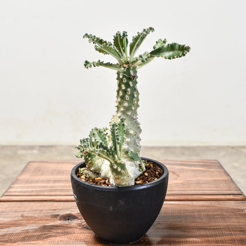 ドルステニア ラブラニー斑入り ドルステニア ラブラニー×ホルウッディ 斑入り 選抜「Dorstenia