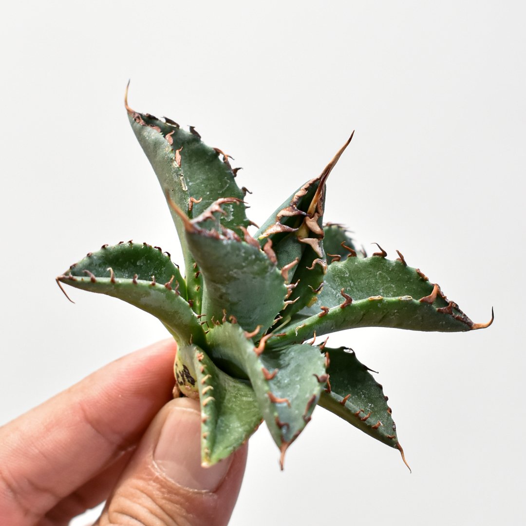 エボリスピナ × ペローナ　ハイブリッド　ジェレミー エボリスピナ × ペローナ ハイブリッド ジェレミー