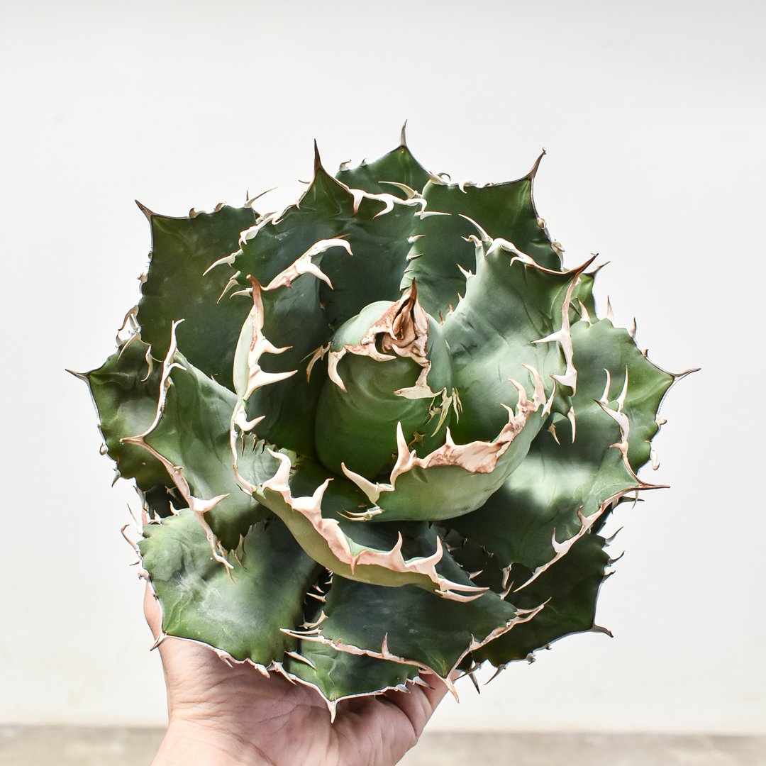 アガベチタノタオテロイブツブツ選抜スタッズノーネーム子株