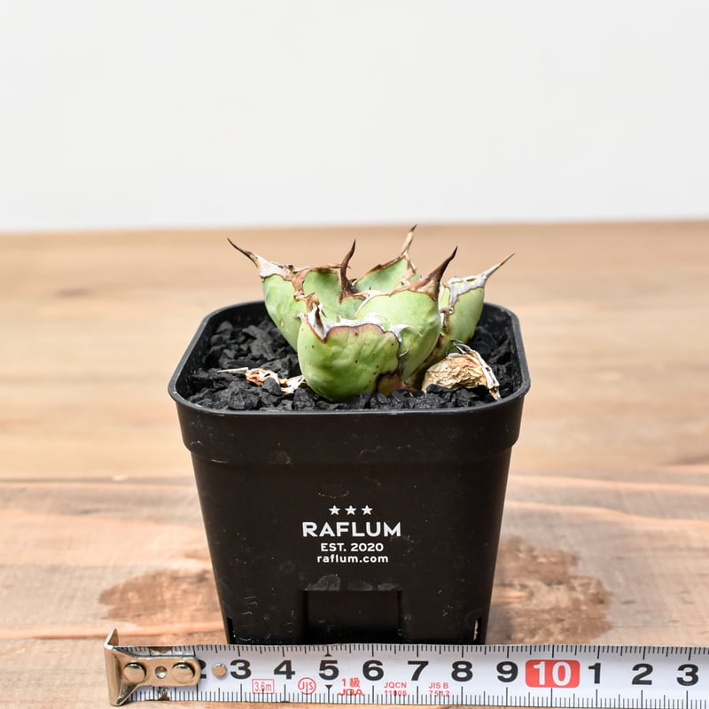 RAFLUM育成株】アガベ チタノタ 