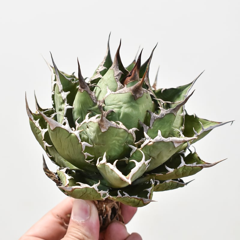 レッドチップ錦  抜き苗  微斑【特定記録付】 アガベ チタノタ 