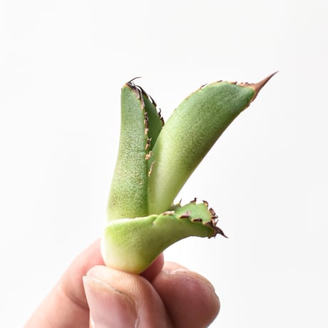 CATEGORY アガベ チタノタ 皇冠 | RAFLUM / ラフラム｜東京、大阪の