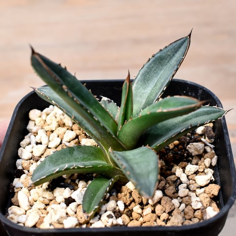 CATEGORY アガベ チタノタ DENNIS007 | RAFLUM / ラフラム｜東京