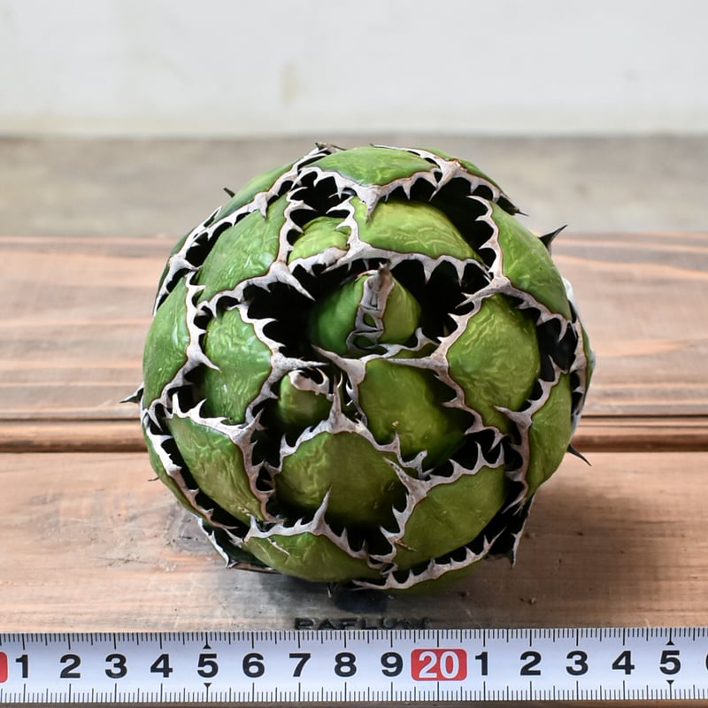 アガベ ホリダ【OSP選抜株 / 抜き苗】7 | RAFLUM / ラフラム