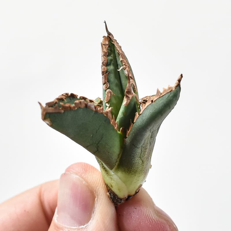 【goodtaniku】アガベ　激熱小籠包産巨歯鯊 カキコ　発根済 goodtaniku】アガベ 激熱小籠包産巨歯鯊 カキコ 発根済