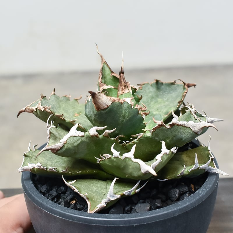 アガベ チタノタ 