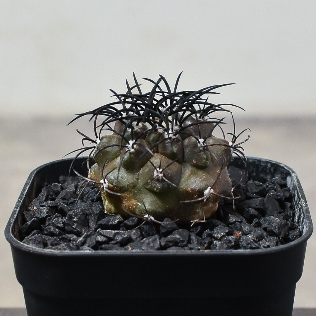 中田スワンペン良コピアポアグリセオビオラセア 中田スワンペン良様専用コピアポアグリセオビオラセア