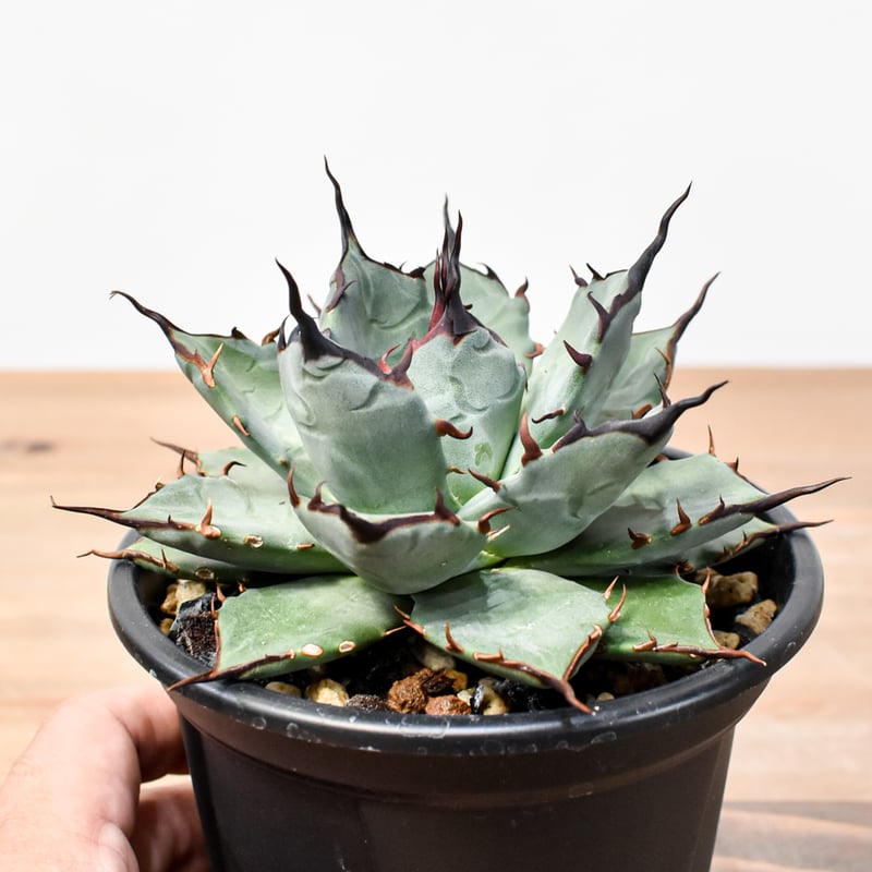 アガベ ハイブリット 象牙妖炎×黑帝斯 / エボリスピナ×ハデス