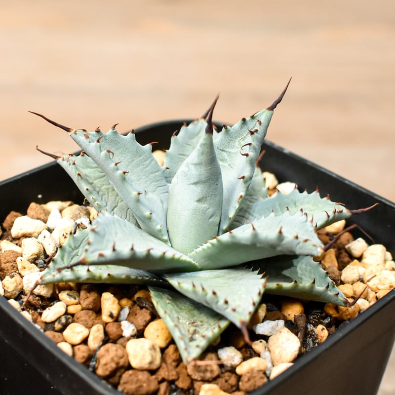 アガベ　ハイブリッド　象牙妖炎×楊貴妃　 プレステラ90 ① アガベ ハイブリッド 象牙妖炎×楊貴妃 プレステラ90 ①