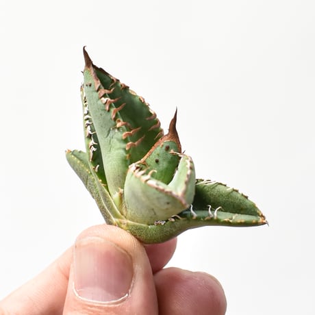 アガベ チタノタ "麻花"【台湾huplants2010産/子株販売】RF25011625