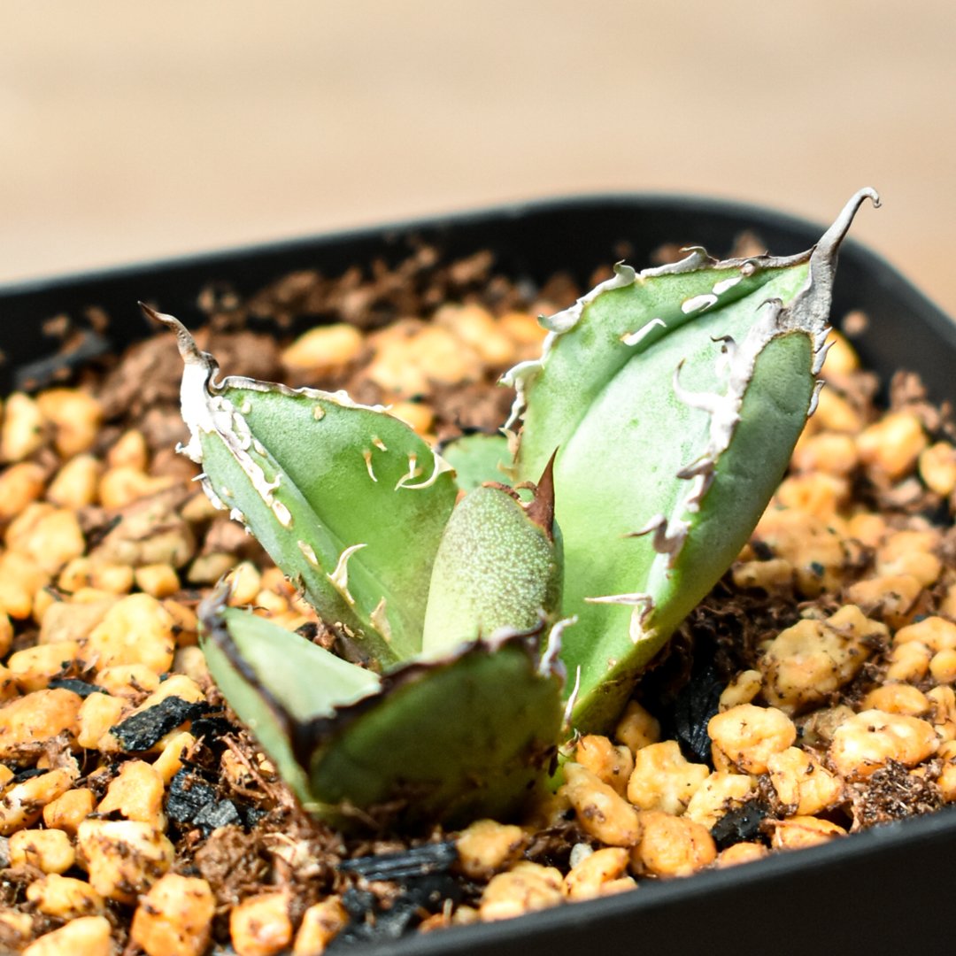 アガベ チタノタ 