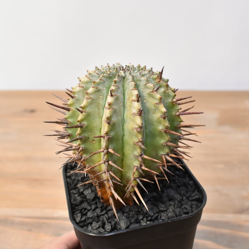 ユーフォルビア ホリダ 