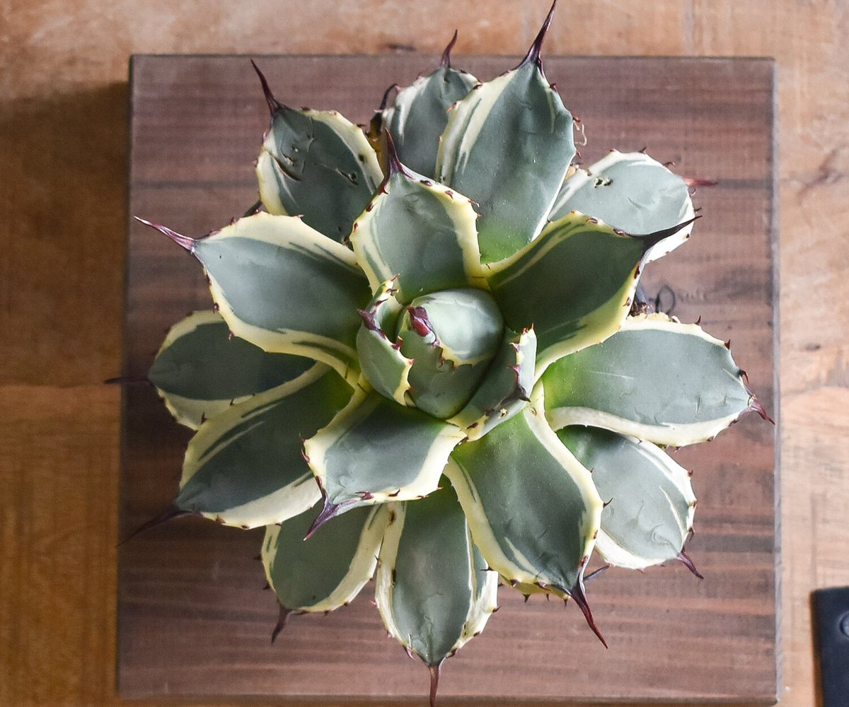 fit=scale-down,w=1200