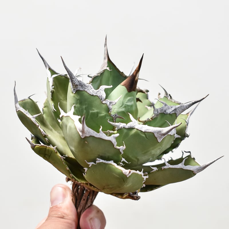 アガベ　巨獣 DRAGON AGAVE】アガベ 巨獣 EC19 – TaiShoDo ONLINE SHOP