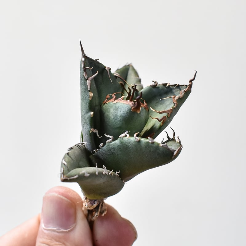 アガベ チタノタ 