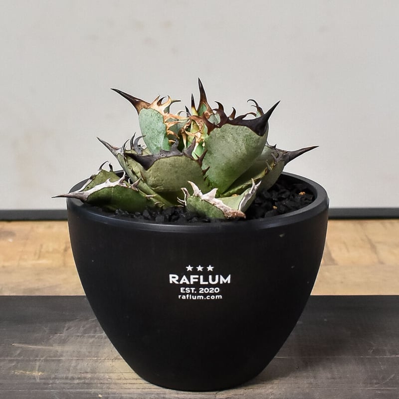 アガベ チタノタ アガベ チタノタ “阿修羅” “阿修羅丸” (発根済み