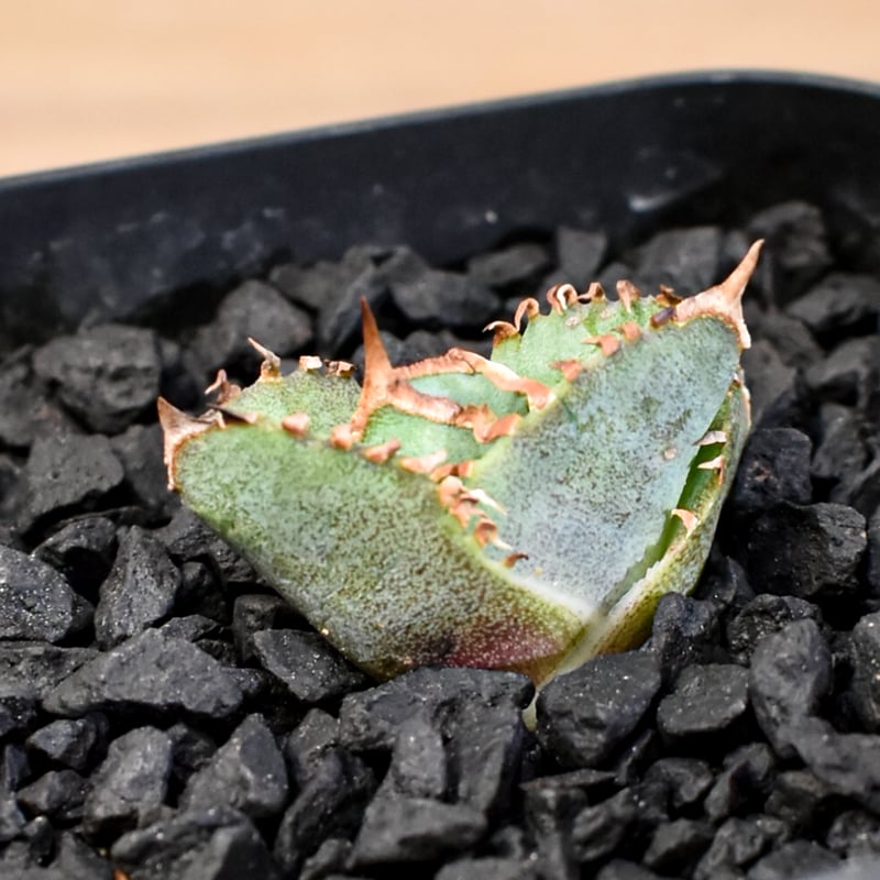 ホオジロザメ チタノタ アガベ　② アガベ チタノタ 大白鯊 ホオジロザメ | GREEN LUCK