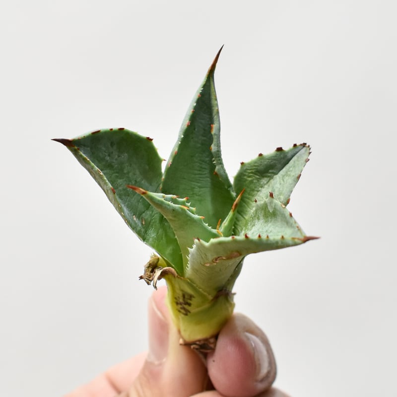 アガベ　ハイブリッド　Ts001GREX レア株 アガベ ハイブリッド Ts001GREX レア株 アガベ ハイブリッド Ts001GREX