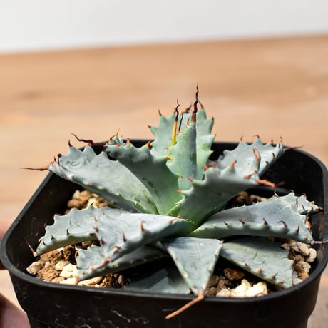 アガベ ハイブリット 日系イシスメンシス×象牙妖炎（陽炎エボリ）【台湾botanical_seeker産】RF25011398