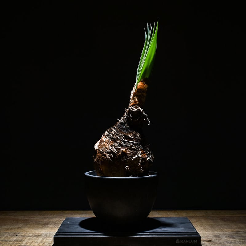 boophone フラワー・ガーデニング ブーファンディスティチャ 発