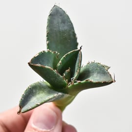 6月1日(土)20:00~】台湾dragon agaveが育成しナンバリングした