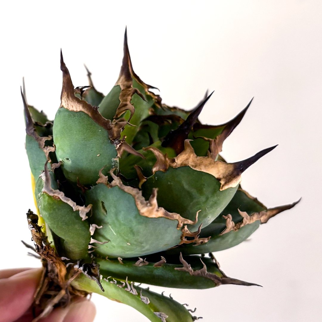 m*❗様 【アガベ チタノタ “精品氷山” 】G.SAMURAI産/BIGサイズ アガベ チタノタ 