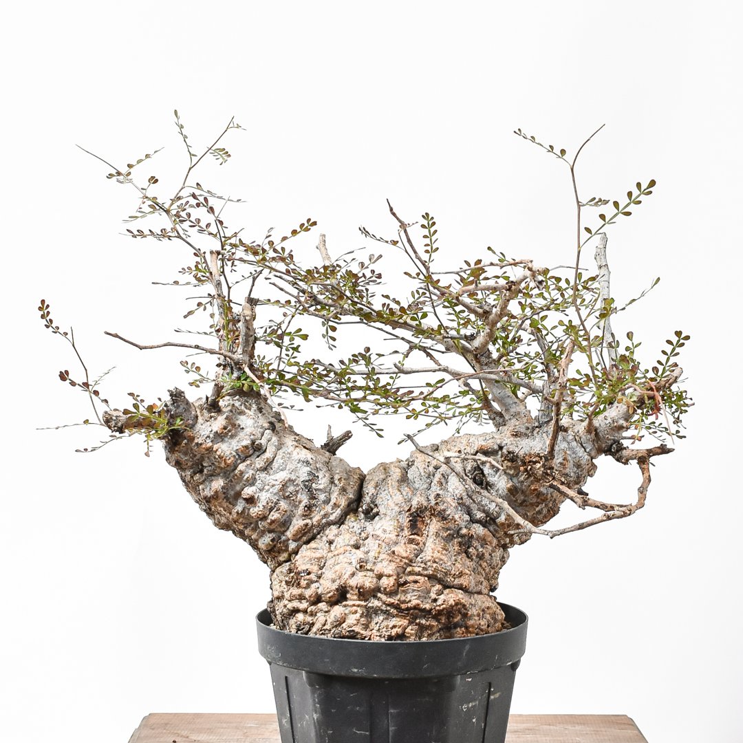 KP102 オペルクリカリア パキプス コーデックス ベアルート株　枝カット済み MP223 オペルクリカリア パキプス チャレンジ株 コーデックス