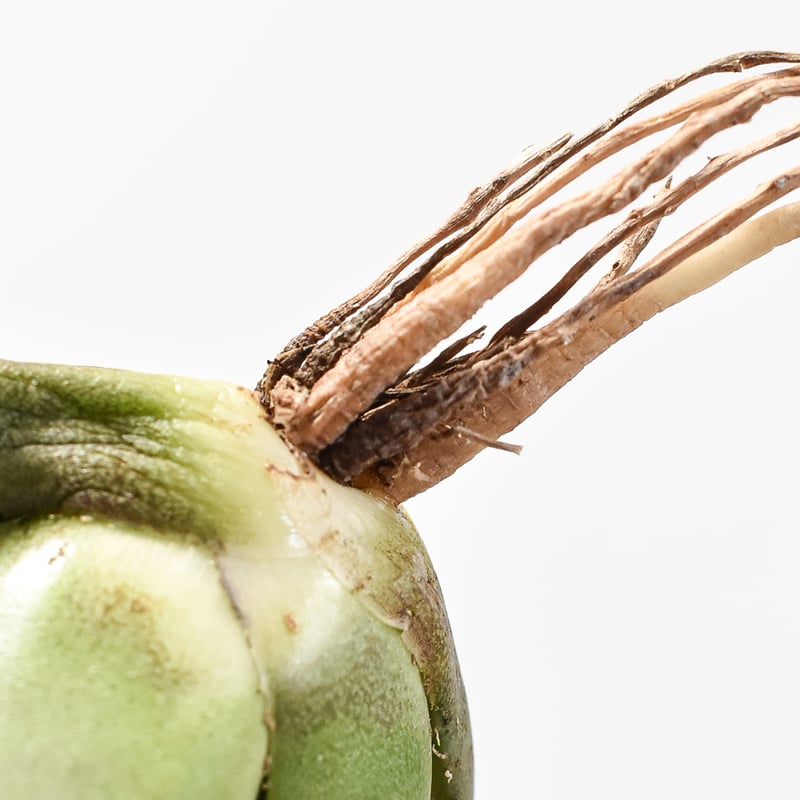 【専用】agave X仔株 agave macroacantha square . . 連棘はもちろんですが 棘色の