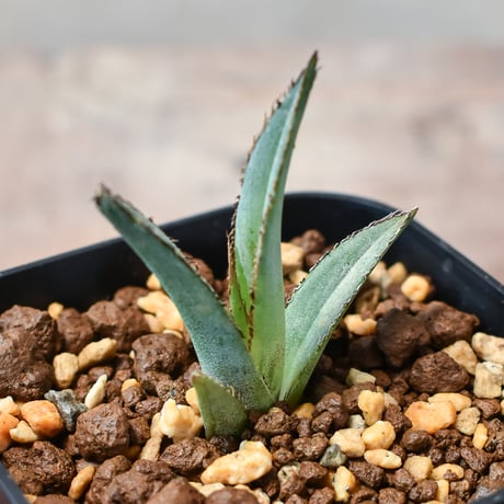 アガベパープソラム | STORES