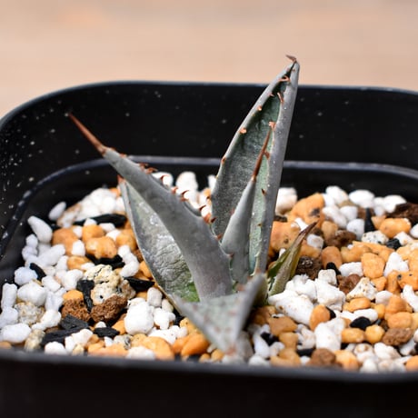 アガベ ハイブリット "血羅刹" (特白肌怒雷神×血妖) 【台湾botanical_seeker産】RFPC25011433