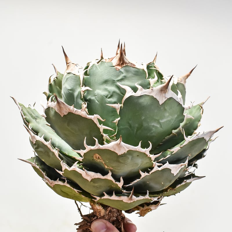 アガベ チタノタ オテロイ 