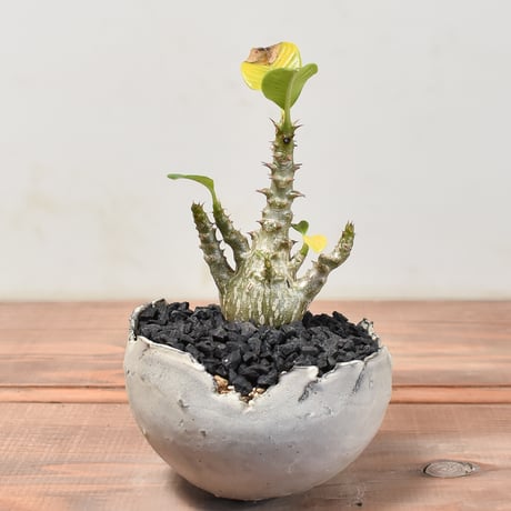 マダガスカル原産植物 | STORES