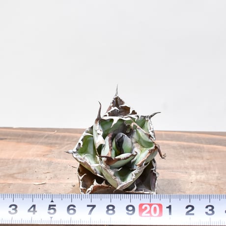 【RAFLUM特選株】アガベ チタノタ ブラックアンドブルー / BB 精品藍球 【台湾 dragon agave産/発根済み/子株】B02 DG25010441(T)