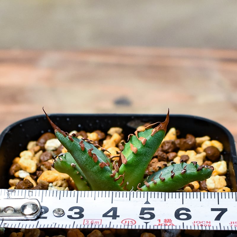 アガベ チタノタ 