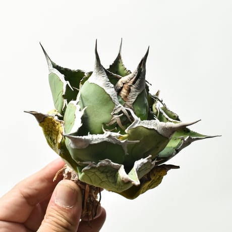 【草助】【選抜株】アガベ　オテロイ　実生株　ワシャワシャ アガベ オテロイ 実生株 Agave oteroi seeding 059 | Sunny