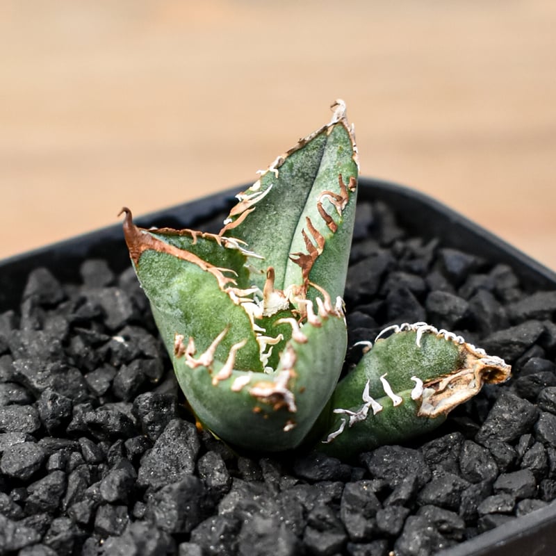 アガベ　チタノタ　オテロイ　星空　ブツブツ　OC株 アガベ チタノタ オテロイ 星空 ブツブツ OC株