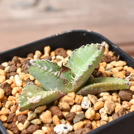 活着済み【鉢ごと発送】アガベ チタノタ 星空 TC オリジナル生産